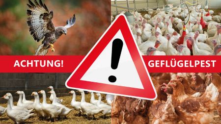 Schutz vor Geflügelpest, auch Vogelgrippe benannt: Alles Geflügel muss in den Stall (Montage, Fotos: © Die Fotografin /Fotolia, © boscopics /Fotolia, © Lianem / Fotlia, © davemhuntphoto /Fotolia)